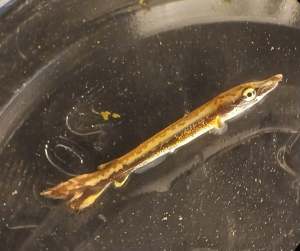 Nacen las primeras machorras en el Zoológico La Aurora, un hito para la conservación en Guatemala