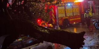 Estos son los sectores afectados por las lluvias de este martes Desplome de árbol