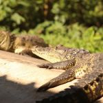 cocodrilos amenazados