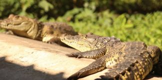 Tres especies de cocodrilianos habitan Guatemala: un hallazgo vuelve a ponerlas en el foco cocodrilos amenazados