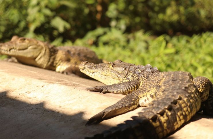 Tres especies de cocodrilianos habitan Guatemala: un hallazgo vuelve a ponerlas en el foco cocodrilos amenazados