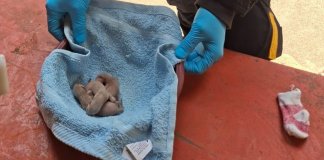 Así fue el rescate de tres comadrejas bebés encontradas en Sololá Tres comadrejas fueron localizadas en una vivienda de Sololá.