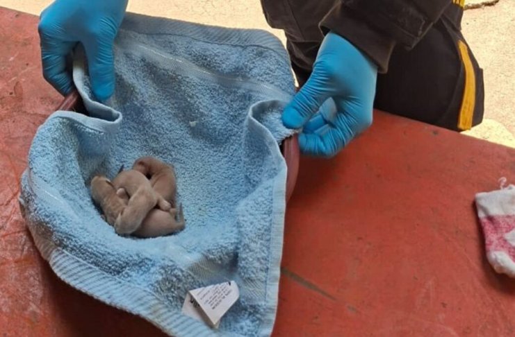 Tres comadrejas fueron localizadas en una vivienda de Sololá.