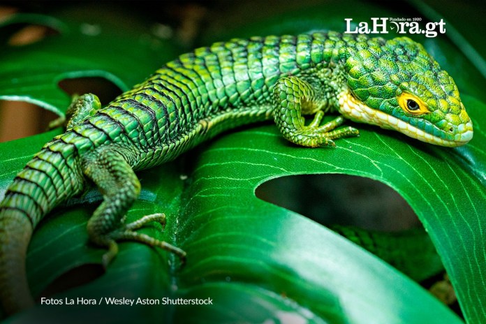 dragincito Jalapa declaró el 9 de septiembre como el día del Dragoncito de Jalapa. Foto La Hora: Shutterstock