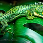 Jalapa declaró el 9 de septiembre como el día del Dragoncito de Jalapa. Foto La Hora: Shutterstock