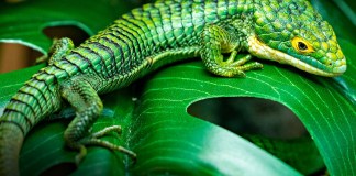 Jalapa declaró el 9 de septiembre como el día del Dragoncito de Jalapa. Foto La Hora: Shutterstock