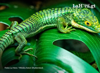 Jalapa declaró el 9 de septiembre como el día del Dragoncito de Jalapa. Foto La Hora: Shutterstock