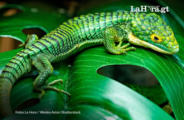 Jalapa establece el 9 de septiembre como el Día Municipal del Dragoncito, una especie en peligro crítico Jalapa declaró el 9 de septiembre como el día del Dragoncito de Jalapa. Foto La Hora: Shutterstock