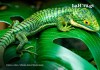 Jalapa declaró el 9 de septiembre como el día del Dragoncito de Jalapa. Foto La Hora: Shutterstock