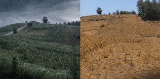 Las torrenciales lluvias de los últimos días en el territorio guatemalteco no salvan a los cultivos MAGA Agricultura