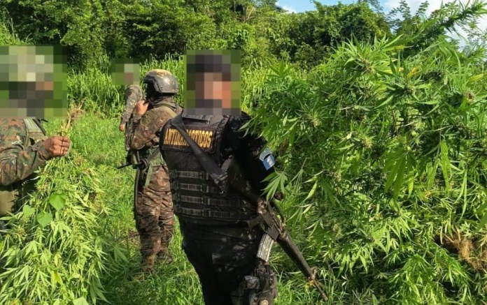 marihuana La SGAIA y el Ejército desarrollan operativos contra cultivos ilícitos principalmente en áreas rurales y de difícil acceso.