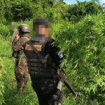La SGAIA y el Ejército desarrollan operativos contra cultivos ilícitos principalmente en áreas rurales y de difícil acceso.