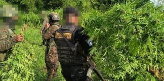 La SGAIA y el Ejército desarrollan operativos contra cultivos ilícitos principalmente en áreas rurales y de difícil acceso.