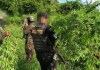 La SGAIA y el Ejército desarrollan operativos contra cultivos ilícitos principalmente en áreas rurales y de difícil acceso.
