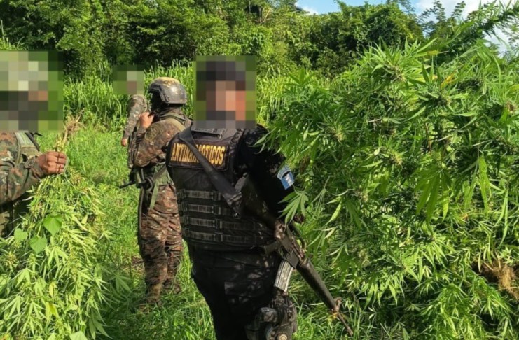 Erradican plantación de marihuana valorada en Q25.6 millones en Petén La SGAIA y el Ejército desarrollan operativos contra cultivos ilícitos principalmente en áreas rurales y de difícil acceso.