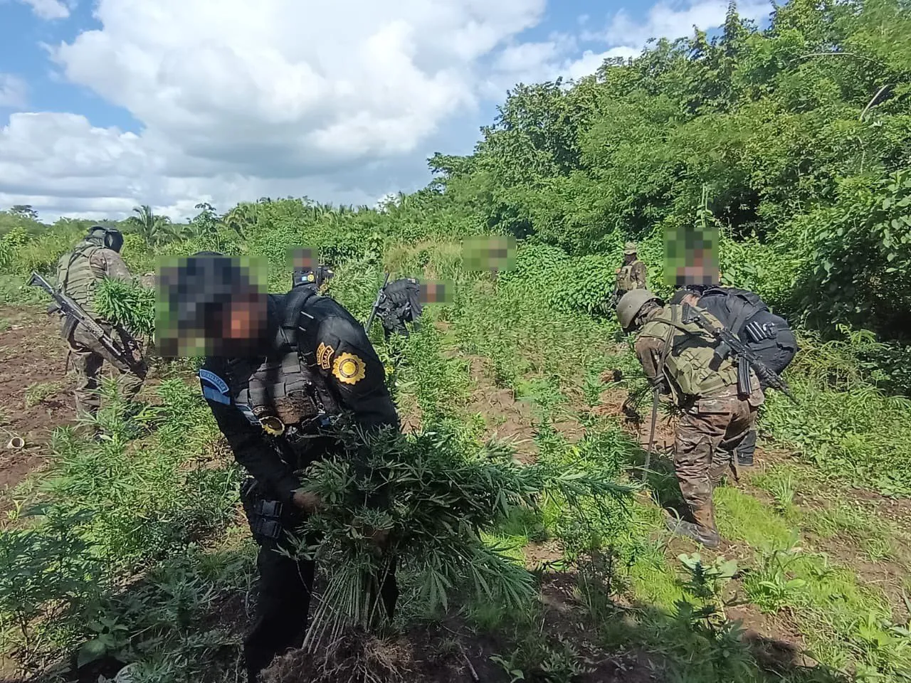 Elementos antinarcóticos mantienen operativos contra las plantaciones ilícitas en zonas montañosas de Petén.