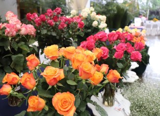 Guatemala busca llevar sus plantas ornamentales a nuevos mercados y transformar las oportunidades comerciales en mayor crecimiento.