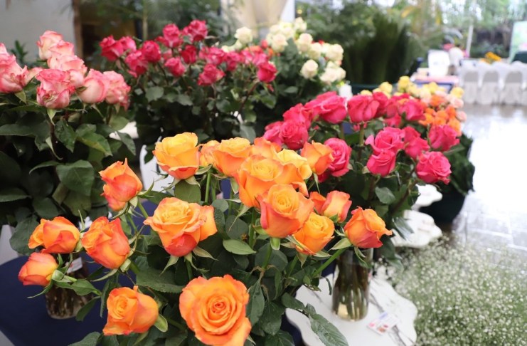 Guatemala busca llevar sus plantas ornamentales a nuevos mercados y transformar las oportunidades comerciales en mayor crecimiento.