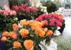 Guatemala busca llevar sus plantas ornamentales a nuevos mercados y transformar las oportunidades comerciales en mayor crecimiento.