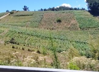 Q500 millones serán destinados a asistencia alimentaria por efectos de El Niño MAGA Sequía