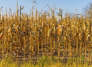 El Niño podría presionar la inflación, pero Guatemala tiene margen para absorber el impacto económico, según Banguat La sequía impactará cultivos que luego podrán encarecerse. Foto La Hora: Shutterstock