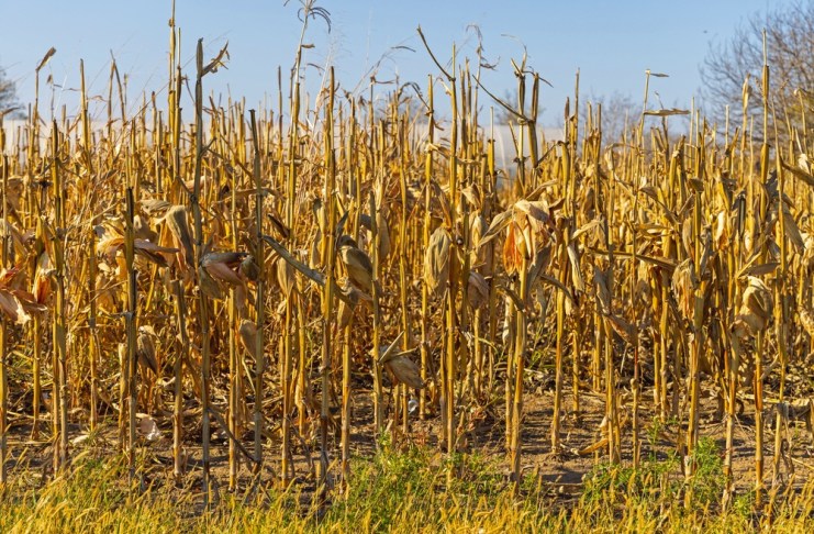 El Niño podría presionar la inflación, pero Guatemala tiene margen para absorber el impacto económico, según Banguat La sequía impactará cultivos que luego podrán encarecerse. Foto La Hora: Shutterstock