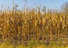 El Niño podría presionar la inflación, pero Guatemala tiene margen para absorber el impacto económico, según Banguat La sequía impactará cultivos que luego podrán encarecerse. Foto La Hora: Shutterstock