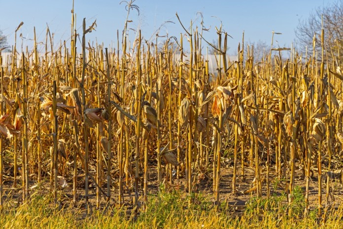 Mature,Drought,Stressed,Corn,Crop,Dry,Yellow,Stalks,Tassels,Hot La sequía impactará cultivos que luego podrán encarecerse. Foto La Hora: Shutterstock