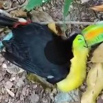 Conap verifica reportes sobre tucanes muertos en el Parque Nacional Tikal.