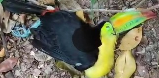 Conap verifica reportes sobre tucanes muertos en el Parque Nacional Tikal.