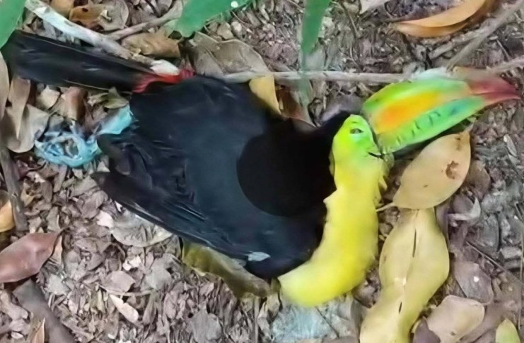 Tucanes muertos en Parque Nacional Tikal: Conap confirma dos casos, pero verifica otros reportes Conap verifica reportes sobre tucanes muertos en el Parque Nacional Tikal.