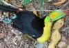 Conap verifica reportes sobre tucanes muertos en el Parque Nacional Tikal.